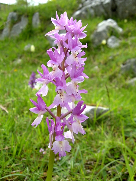 Orchis colemanii - variazioni cromatiche